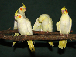 kinds of parakeets